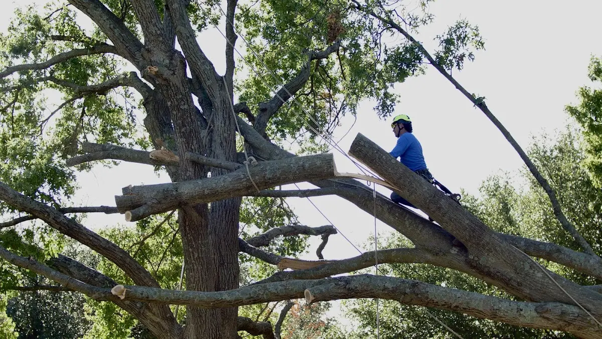 Professional Hazardous Tree Removal performed by certified arborists in Midlothian