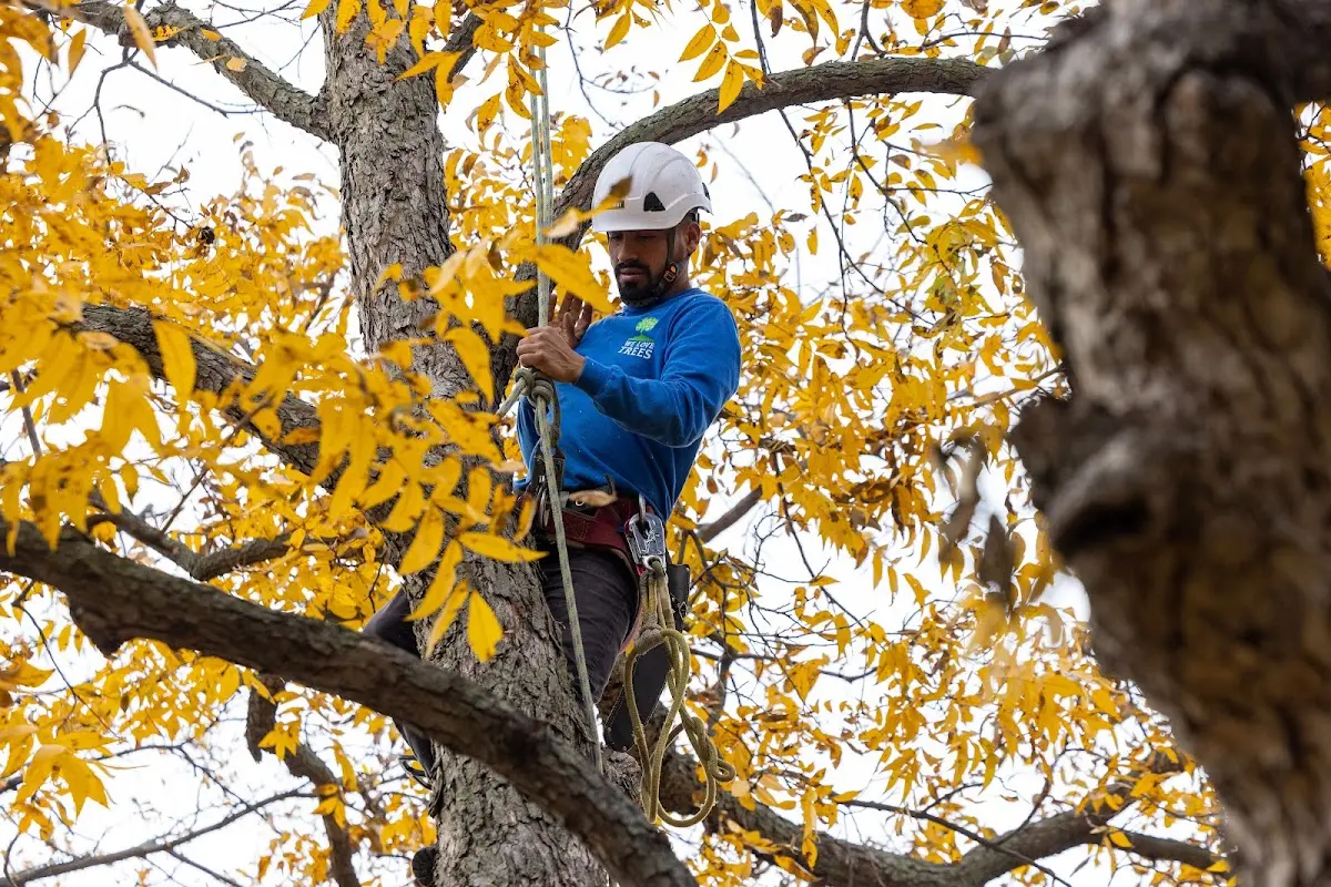 Skilled Storm Damage Cleanup crew working in Midlothian