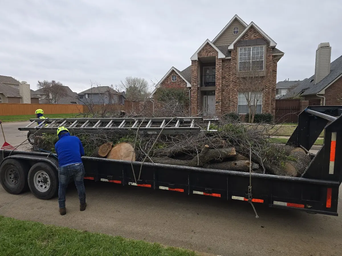 Expert Tree Pest Control with proper safety equipment in Midlothian